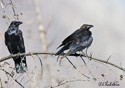 Corvus corax